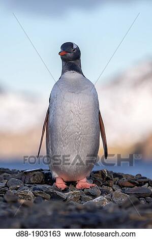 United Kingdom, South Georgia Islands, Stromness harbor, Gentoo Penguin, Pygoscelis papua papua View Large Photo Image Stock Image - United Kingdom, South Georgia Islands, Stromness harbor, Gentoo Penguin, Pygoscelis papua papua. Fotosearch