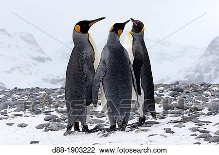 United Kingdom, South Georgia Islands, Salysbury plains, King Penguin Aptenodytes patagonicus, adults in the snow, displaying View Large Photo Image Stock Image - United Kingdom, South Georgia Islands, Salysbury plains, King Penguin Aptenodytes patagonicus, adults in the snow, displaying. Fotosearch