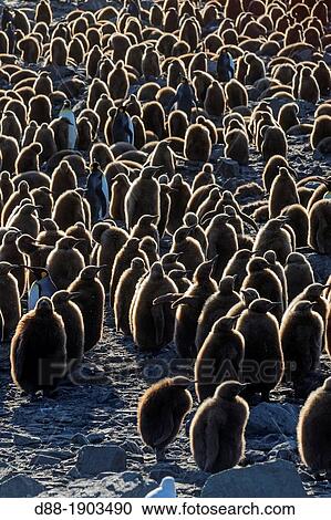 Stock Image - United Kingdom, South Georgia Islands, Saint Andrews plains, King Penguin, Aptenodytes patagonicus, youngs in brown. Fotosearch