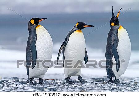 Stock Image - United Kingdom, South Georgia Islands, Salysbury plains, King Penguin, Aptenodytes patagonicus. Fotosearch