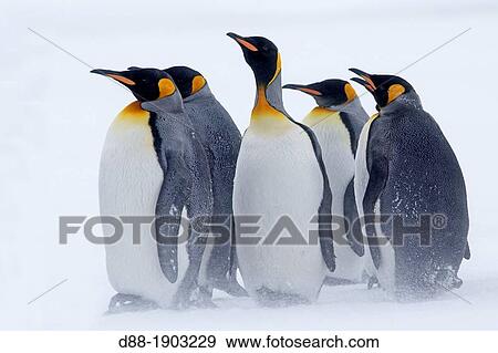 United Kingdom, South Georgia Islands, Salysbury plains, King Penguin Aptenodytes patagonicus, adults in the snow and the mist View Large Photo Image Stock Photo - United Kingdom, South Georgia Islands, Salysbury plains, King Penguin Aptenodytes patagonicus, adults in the snow and the mist. Fotosearch