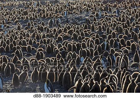 Stock Photo - United Kingdom, South Georgia Islands, Saint Andrews plains, King Penguin Aptenodytes patagonicus, youngs in brown. Fotosearch