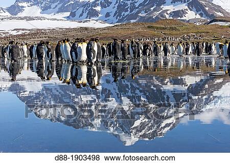 United Kingdom, South Georgia Islands, Saint Andrews plains, King Penguin, Aptenodytes patagonicus, adults View Large Photo Image Stock Photo - United Kingdom, South Georgia Islands, Saint Andrews plains, King Penguin, Aptenodytes patagonicus, adults. Fotosearch