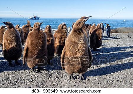 United Kingdom, South Georgia Islands, Saint Andrews plains, King Penguin, Aptenodytes patagonicus, youngs in brown View Large Photo Image Stock Photo - United Kingdom, South Georgia Islands, Saint Andrews plains, King Penguin, Aptenodytes patagonicus, youngs in brown. Fotosearch