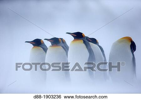 United Kingdom, South Georgia Islands, Salysbury plains, King Penguin Aptenodytes patagonicus, adults in the snow and the mist View Large Photo Image Stock Photograph - United Kingdom, South Georgia Islands, Salysbury plains, King Penguin Aptenodytes patagonicus, adults in the snow and the mist. Fotosearch