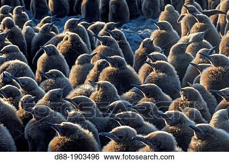 United Kingdom, South Georgia Islands, Saint Andrews plains, King Penguin, Aptenodytes patagonicus, youngs in brown View Large Photo Image Stock Photograph - United Kingdom, South Georgia Islands, Saint Andrews plains, King Penguin, Aptenodytes patagonicus, youngs in brown. Fotosearch
