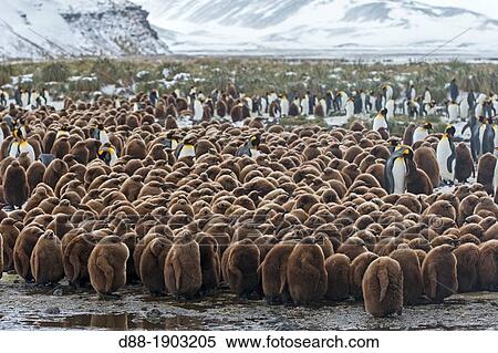 United Kingdom, South Georgia Islands, Salysbury plains, King Penguin Aptenodytes patagonicus, yougs in brown and adults View Large Photo Image Stock Photography - United Kingdom, South Georgia Islands, Salysbury plains, King Penguin Aptenodytes patagonicus, yougs in brown and adults. Fotosearch