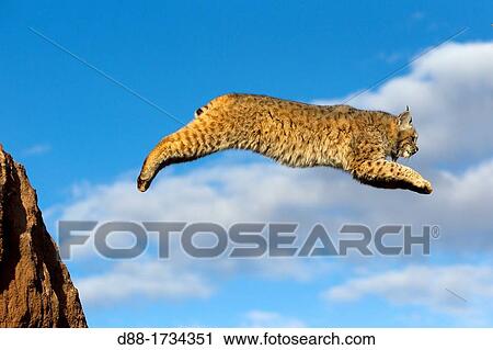 Stock Image - United Sates, Utah, Bobcat Lynx rufus. Fotosearch