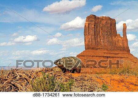 Stock Image - United Sates, Utah, Near Monument Valley, American badger Taxidea taxus.. Fotosearch