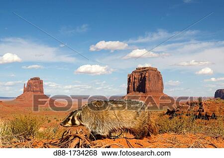 Stock Photo - United Sates, Utah, Near Monument Valley, American badger Taxidea taxus.. Fotosearch