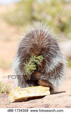 United Sates, Utah, Porcupine Erethizon dorsatum View Large Photo Image Stock Photo - United Sates, Utah, Porcupine Erethizon dorsatum. Fotosearch