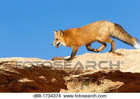 United Sates, Utah, Red Fox Vulpes vulpes View Large Photo Image Picture - United Sates, Utah, Red Fox Vulpes vulpes. Fotosearch