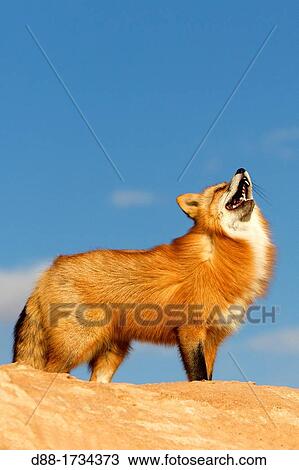 Stock Image - United Sates, Utah, Red Fox Vulpes vulpes. Fotosearch