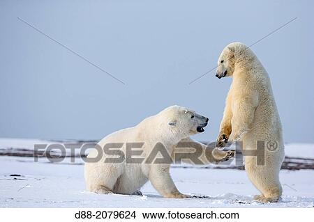 Picture - United States, Alaska, Arctic National Wildlife Refuge, Kaktovik, Polar Bear( Ursus maritimus ), subadults playing along a barrier island outside Kaktovik, Alaska.. Fotosearch