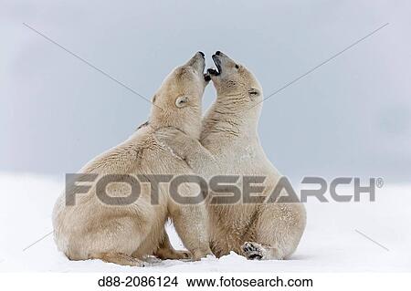 United States, Alaska, Arctic National Wildlife Refuge, Kaktovik, Polar Bear( Ursus maritimus ), mother with one cub from the year along a barrier island outside Kaktovik, Alaska. View Large Photo Image Picture - United States, Alaska, Arctic National Wildlife Refuge, Kaktovik, Polar Bear( Ursus maritimus ), mother with one cub from the year along a barrier island outside Kaktovik, Alaska.. Fotosearch