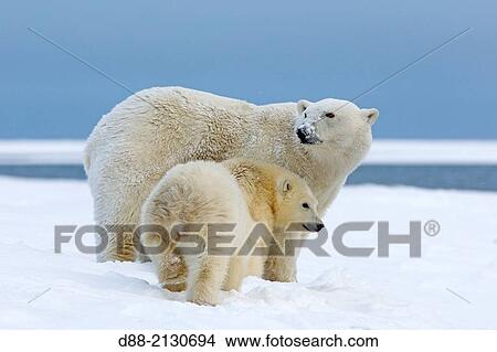 United States, Alaska, Arctic National Wildlife Refuge, Kaktovik, Polar Bear( Ursus maritimus ), female adult with 2 cubs from the year, along a barrier island outside Kaktovik, Alaska View Large Photo Image Picture - United States, Alaska, Arctic National Wildlife Refuge, Kaktovik, Polar Bear( Ursus maritimus ), female adult with 2 cubs from the year, along a barrier island outside Kaktovik, Alaska. Fotosearch