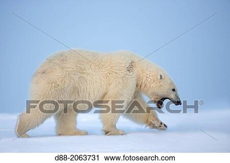 Stock Image - United States, Alaska, Arctic National Wildlife Refuge, Kaktovik, Polar Bear( Ursus maritimus ), along a barrier island outside Kaktovik, Alaska.. Fotosearch