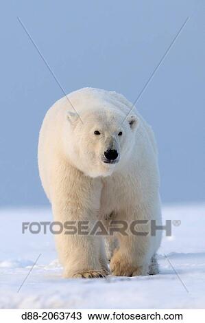 United States, Alaska, Arctic National Wildlife Refuge, Kaktovik, Polar Bear( Ursus maritimus ), along a barrier island outside Kaktovik, Alaska. View Large Photo Image Stock Image - United States, Alaska, Arctic National Wildlife Refuge, Kaktovik, Polar Bear( Ursus maritimus ), along a barrier island outside Kaktovik, Alaska.. Fotosearch