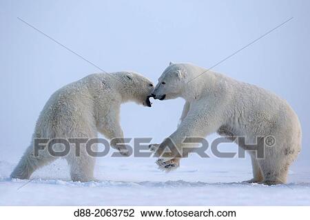 United States, Alaska, Arctic National Wildlife Refuge, Kaktovik, Polar Bear( Ursus maritimus ), subadults playing along a barrier island outside Kaktovik, Alaska. View Large Photo Image Stock Image - United States, Alaska, Arctic National Wildlife Refuge, Kaktovik, Polar Bear( Ursus maritimus ), subadults playing along a barrier island outside Kaktovik, Alaska.. Fotosearch