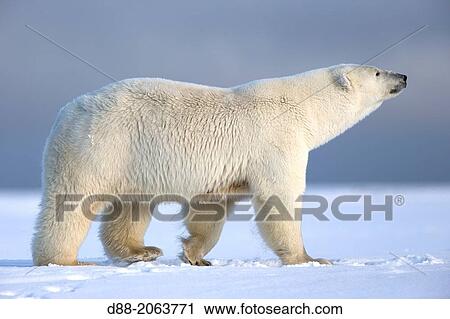 United States, Alaska, Arctic National Wildlife Refuge, Kaktovik, Polar Bear( Ursus maritimus ), along a barrier island outside Kaktovik, Alaska. View Large Photo Image Stock Image - United States, Alaska, Arctic National Wildlife Refuge, Kaktovik, Polar Bear( Ursus maritimus ), along a barrier island outside Kaktovik, Alaska.. Fotosearch