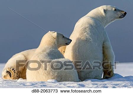 United States, Alaska, Arctic National Wildlife Refuge, Kaktovik, Polar Bear( Ursus maritimus ), female adult with 2 cubs along a barrier island outside Kaktovik, Alaska View Large Photo Image Stock Image - United States, Alaska, Arctic National Wildlife Refuge, Kaktovik, Polar Bear( Ursus maritimus ), female adult with 2 cubs along a barrier island outside Kaktovik, Alaska. Fotosearch