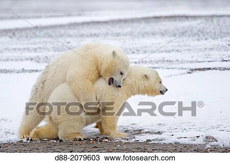 United States, Alaska, Arctic National Wildlife Refuge, Kaktovik, Polar Bear( Ursus maritimus ), yearling along a barrier island outside Kaktovik, Alaska. View Large Photo Image Stock Image - United States, Alaska, Arctic National Wildlife Refuge, Kaktovik, Polar Bear( Ursus maritimus ), yearling along a barrier island outside Kaktovik, Alaska.. Fotosearch