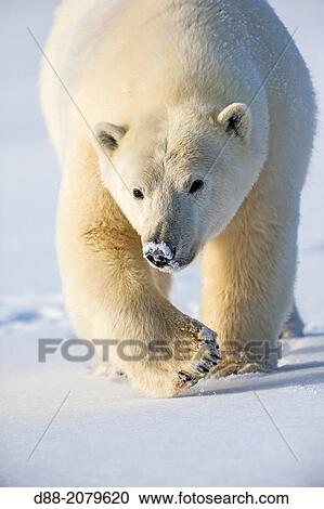 United States, Alaska, Arctic National Wildlife Refuge, Kaktovik, Polar Bear( Ursus maritimus ), adult female, along a barrier island outside Kaktovik, Alaska. View Large Photo Image Stock Image - United States, Alaska, Arctic National Wildlife Refuge, Kaktovik, Polar Bear( Ursus maritimus ), adult female, along a barrier island outside Kaktovik, Alaska.. Fotosearch