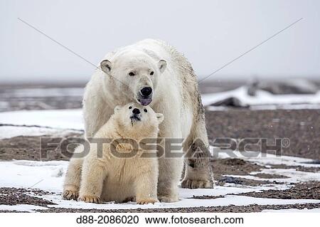 Stock Image - United States, Alaska, Arctic National Wildlife Refuge, Kaktovik, Polar Bear( Ursus maritimus ), mother with one cub from the year along a barrier island outside Kaktovik, Alaska.. Fotosearch