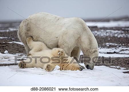 United States, Alaska, Arctic National Wildlife Refuge, Kaktovik, Polar Bear( Ursus maritimus ), mother with one cub from the year along a barrier island outside Kaktovik, Alaska. View Large Photo Image Stock Image - United States, Alaska, Arctic National Wildlife Refuge, Kaktovik, Polar Bear( Ursus maritimus ), mother with one cub from the year along a barrier island outside Kaktovik, Alaska.. Fotosearch