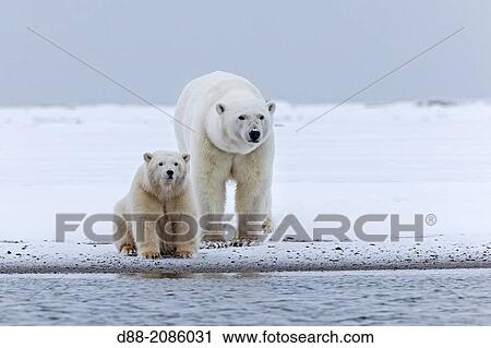 United States, Alaska, Arctic National Wildlife Refuge, Kaktovik, Polar Bear( Ursus maritimus ), mother with one cub from the year along a barrier island outside Kaktovik, Alaska. View Large Photo Image Stock Image - United States, Alaska, Arctic National Wildlife Refuge, Kaktovik, Polar Bear( Ursus maritimus ), mother with one cub from the year along a barrier island outside Kaktovik, Alaska.. Fotosearch