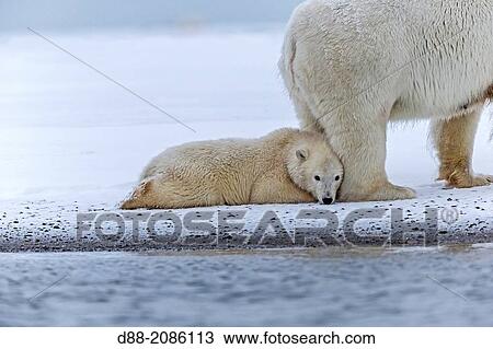 Stock Image - United States, Alaska, Arctic National Wildlife Refuge, Kaktovik, Polar Bear( Ursus maritimus ), mother with one cub from the year along a barrier island outside Kaktovik, Alaska.. Fotosearch