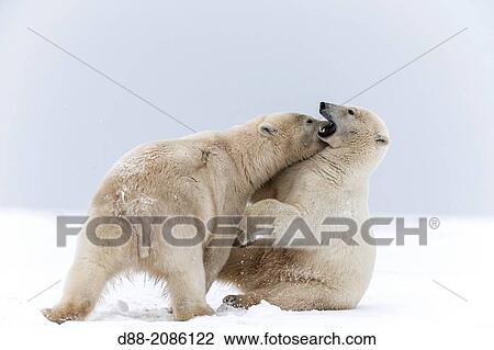 Stock Image - United States, Alaska, Arctic National Wildlife Refuge, Kaktovik, Polar Bear( Ursus maritimus ), mother with one cub from the year along a barrier island outside Kaktovik, Alaska.. Fotosearch