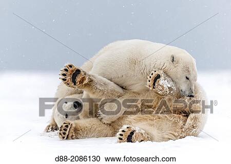 United States, Alaska, Arctic National Wildlife Refuge, Kaktovik, Polar Bear( Ursus maritimus ), mother with one cub from the year along a barrier island outside Kaktovik, Alaska. View Large Photo Image Stock Image - United States, Alaska, Arctic National Wildlife Refuge, Kaktovik, Polar Bear( Ursus maritimus ), mother with one cub from the year along a barrier island outside Kaktovik, Alaska.. Fotosearch