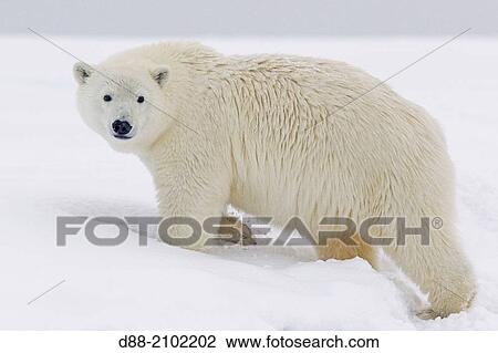 United States, Alaska, Arctic National Wildlife Refuge, Kaktovik, Polar Bear( Ursus maritimus ), yearling along a barrier island outside Kaktovik, Alaska. View Large Photo Image Stock Image - United States, Alaska, Arctic National Wildlife Refuge, Kaktovik, Polar Bear( Ursus maritimus ), yearling along a barrier island outside Kaktovik, Alaska.. Fotosearch