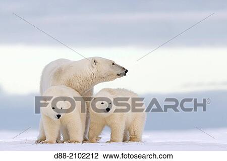 United States, Alaska, Arctic National Wildlife Refuge, Kaktovik, Polar Bear( Ursus maritimus ), female adult with 2 cubs from the year, along a barrier island outside Kaktovik, Alaska. View Large Photo Image Stock Image - United States, Alaska, Arctic National Wildlife Refuge, Kaktovik, Polar Bear( Ursus maritimus ), female adult with 2 cubs from the year, along a barrier island outside Kaktovik, Alaska.. Fotosearch