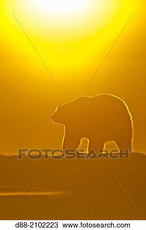 Stock Image - United States, Alaska, Arctic National Wildlife Refuge, Kaktovik, Polar Bear( Ursus maritimus ), at sunset along a barrier island outside Kaktovik, Alaska.. Fotosearch