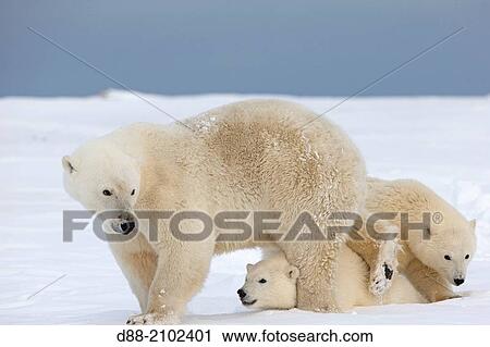 United States, Alaska, Arctic National Wildlife Refuge, Kaktovik, Polar Bear( Ursus maritimus ), female adult with 2 cubs from the year, along a barrier island outside Kaktovik, Alaska. View Large Photo Image Stock Image - United States, Alaska, Arctic National Wildlife Refuge, Kaktovik, Polar Bear( Ursus maritimus ), female adult with 2 cubs from the year, along a barrier island outside Kaktovik, Alaska.. Fotosearch