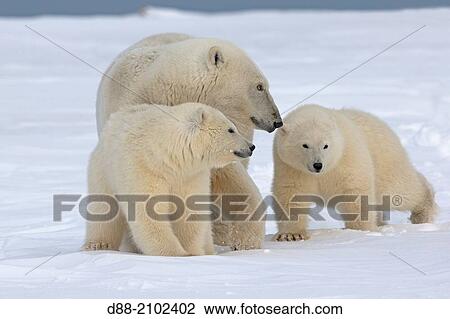 United States, Alaska, Arctic National Wildlife Refuge, Kaktovik, Polar Bear( Ursus maritimus ), female adult with 2 cubs from the year, along a barrier island outside Kaktovik, Alaska. View Large Photo Image Stock Image - United States, Alaska, Arctic National Wildlife Refuge, Kaktovik, Polar Bear( Ursus maritimus ), female adult with 2 cubs from the year, along a barrier island outside Kaktovik, Alaska.. Fotosearch