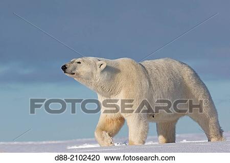 United States, Alaska, Arctic National Wildlife Refuge, Kaktovik, Polar Bear( Ursus maritimus ), along a barrier island outside Kaktovik, Alaska. View Large Photo Image Stock Image - United States, Alaska, Arctic National Wildlife Refuge, Kaktovik, Polar Bear( Ursus maritimus ), along a barrier island outside Kaktovik, Alaska.. Fotosearch