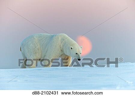 United States, Alaska, Arctic National Wildlife Refuge, Kaktovik, Polar Bear( Ursus maritimus ), along a barrier island outside Kaktovik, Alaska. View Large Photo Image Stock Image - United States, Alaska, Arctic National Wildlife Refuge, Kaktovik, Polar Bear( Ursus maritimus ), along a barrier island outside Kaktovik, Alaska.. Fotosearch