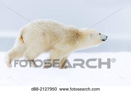 United States, Alaska, Arctic National Wildlife Refuge, Kaktovik, Polar Bear( Ursus maritimus), yearling running along a barrier island outside Kaktovik, Every fall, polar bears (Ursus maritimus) gather near Kaktovik on the northern edge of ANWR, Arctic Alaska,. View Large Photo Image Stock Image - United States, Alaska, Arctic National Wildlife Refuge, Kaktovik, Polar Bear( Ursus maritimus), yearling running along a barrier island outside Kaktovik, Every fall, polar bears (Ursus maritimus) gather near Kaktovik on the northern edge of ANWR, Arctic Alaska,.. Fotosearch