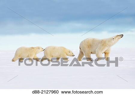 United States, Alaska, Arctic National Wildlife Refuge, Kaktovik, Polar Bear( Ursus maritimus ), female adult with 2 cubs from the year, along a barrier island outside Kaktovik, Alaska View Large Photo Image Stock Image - United States, Alaska, Arctic National Wildlife Refuge, Kaktovik, Polar Bear( Ursus maritimus ), female adult with 2 cubs from the year, along a barrier island outside Kaktovik, Alaska. Fotosearch