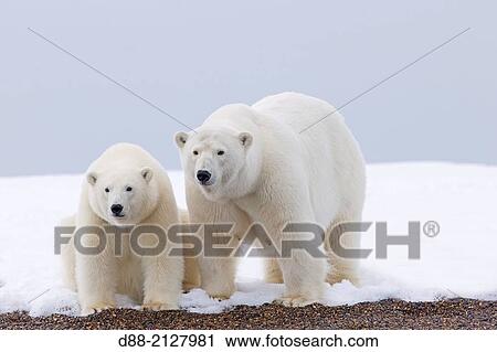 United States, Alaska, Arctic National Wildlife Refuge, Kaktovik, Polar Bear( Ursus maritimus), mother with one cub from the year along a barrier island outside Kaktovik, Alaska View Large Photo Image Stock Image - United States, Alaska, Arctic National Wildlife Refuge, Kaktovik, Polar Bear( Ursus maritimus), mother with one cub from the year along a barrier island outside Kaktovik, Alaska. Fotosearch