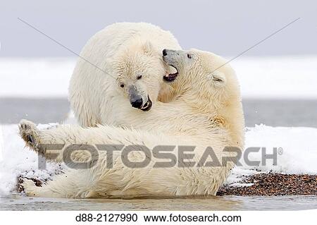 Stock Image - United States, Alaska, Arctic National Wildlife Refuge, Kaktovik, Polar Bear( Ursus maritimus), youngs playing together along a barrier island outside Kaktovik. Fotosearch