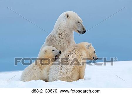 United States, Alaska, Arctic National Wildlife Refuge, Kaktovik, Polar Bear( Ursus maritimus ), female adult with 2 cubs from the year, along a barrier island outside Kaktovik, Alaska View Large Photo Image Stock Image - United States, Alaska, Arctic National Wildlife Refuge, Kaktovik, Polar Bear( Ursus maritimus ), female adult with 2 cubs from the year, along a barrier island outside Kaktovik, Alaska. Fotosearch