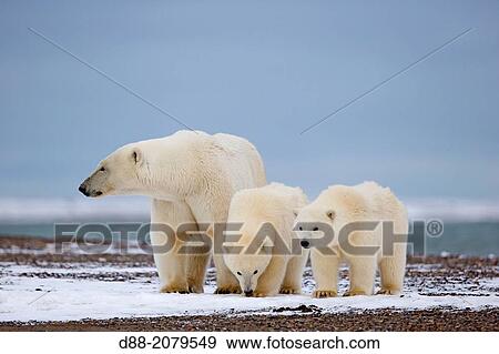 United States, Alaska, Arctic National Wildlife Refuge, Kaktovik, Polar Bear( Ursus maritimus ), female adult with 2 cubs from the year, along a barrier island outside Kaktovik, Alaska. View Large Photo Image Stock Photo - United States, Alaska, Arctic National Wildlife Refuge, Kaktovik, Polar Bear( Ursus maritimus ), female adult with 2 cubs from the year, along a barrier island outside Kaktovik, Alaska.. Fotosearch