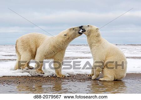 United States, Alaska, Arctic National Wildlife Refuge, Kaktovik, Polar Bear( Ursus maritimus ), subadults playing along a barrier island outside Kaktovik, Alaska. View Large Photo Image Stock Photo - United States, Alaska, Arctic National Wildlife Refuge, Kaktovik, Polar Bear( Ursus maritimus ), subadults playing along a barrier island outside Kaktovik, Alaska.. Fotosearch