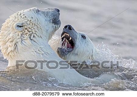 United States, Alaska, Arctic National Wildlife Refuge, Kaktovik, Polar Bear( Ursus maritimus ), swim in the sea, youngs playing, along a barrier island outside Kaktovik, Alaska. View Large Photo Image Stock Photo - United States, Alaska, Arctic National Wildlife Refuge, Kaktovik, Polar Bear( Ursus maritimus ), swim in the sea, youngs playing, along a barrier island outside Kaktovik, Alaska.. Fotosearch