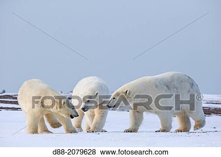 United States, Alaska, Arctic National Wildlife Refuge, Kaktovik, Polar Bear( Ursus maritimus ), subadults playing along a barrier island outside Kaktovik, Alaska. View Large Photo Image Stock Photo - United States, Alaska, Arctic National Wildlife Refuge, Kaktovik, Polar Bear( Ursus maritimus ), subadults playing along a barrier island outside Kaktovik, Alaska.. Fotosearch