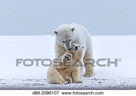 Stock Photo - United States, Alaska, Arctic National Wildlife Refuge, Kaktovik, Polar Bear( Ursus maritimus ), mother with one cub from the year along a barrier island outside Kaktovik, Alaska.. Fotosearch